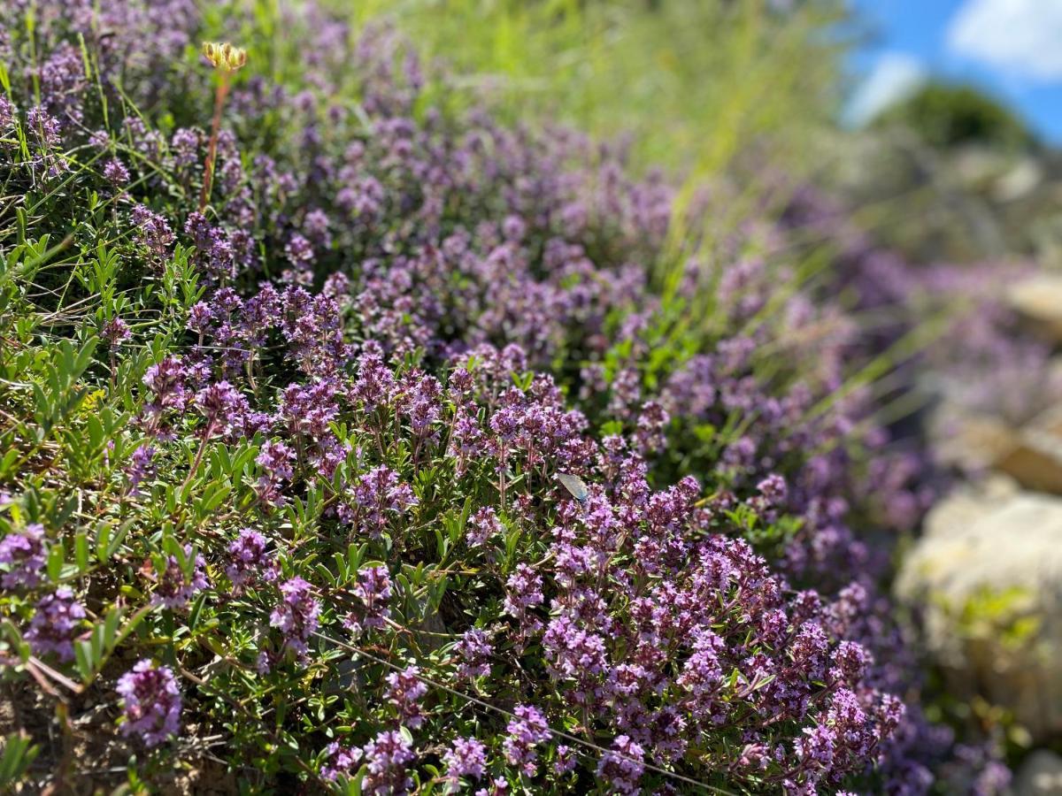 Gite En Haute Provence Montfroc المظهر الخارجي الصورة